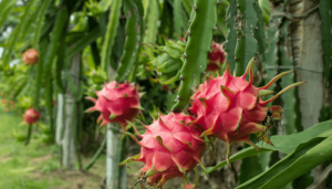 Como cultivar pitaya