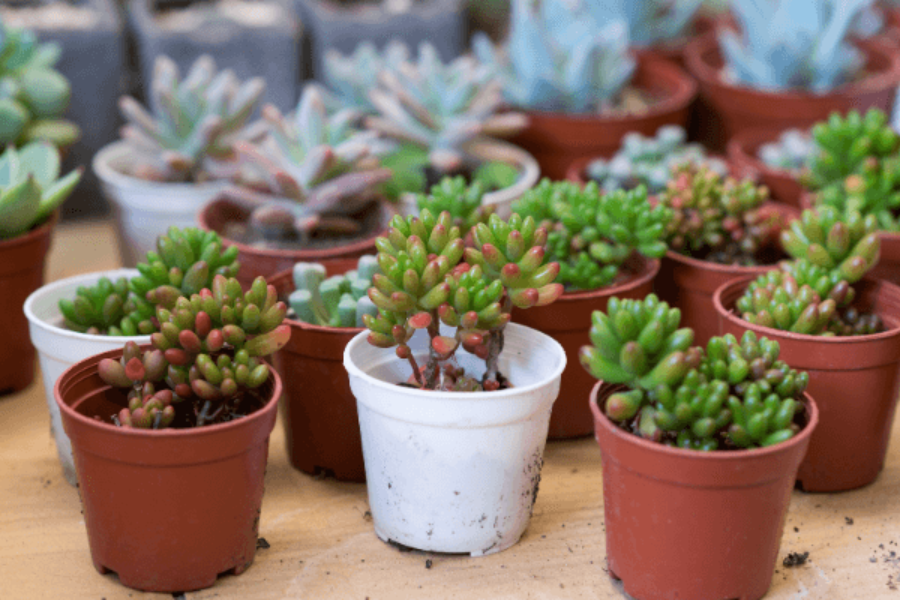 Aprenda a cultivar suculentas