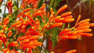 5 flores de inverno para trazer mais cor à estação