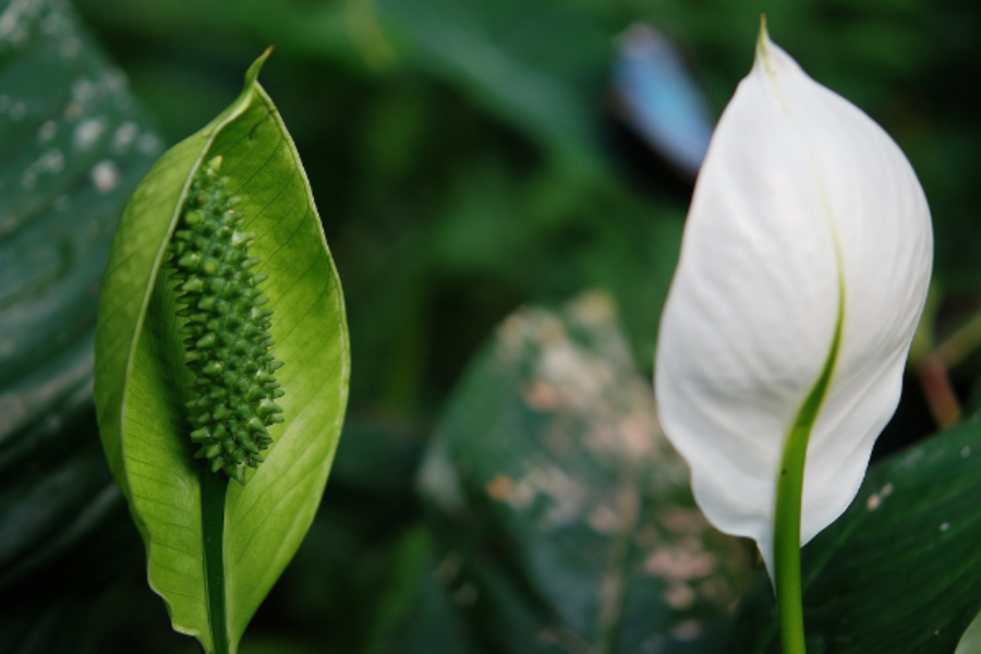 5 plantas que removem substâncias cancerígenas do ar