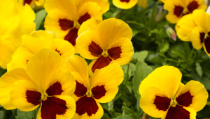 5 flores de inverno para trazer mais cor à estação