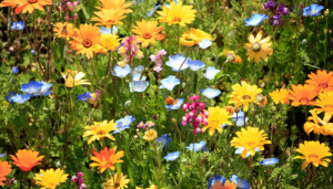 Como decorar um jardim pequeno?