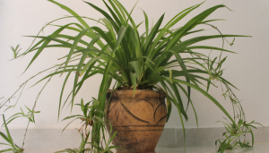 plantas que removem substâncias cancerígenas