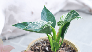 melhores plantas de interior