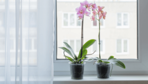 melhores plantas de interior