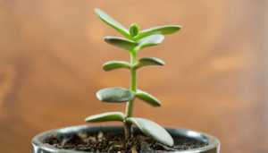 melhores plantas de interior