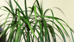 melhores plantas de interior