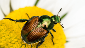 Insetos úteis e nocivos para o jardim