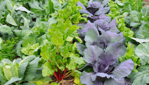 7 dicas para cultivar sua própria horta