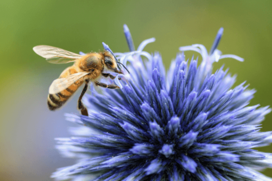 Insetos úteis e nocivos para o jardim