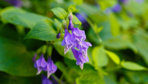 5 flores de inverno para trazer mais cor à estação