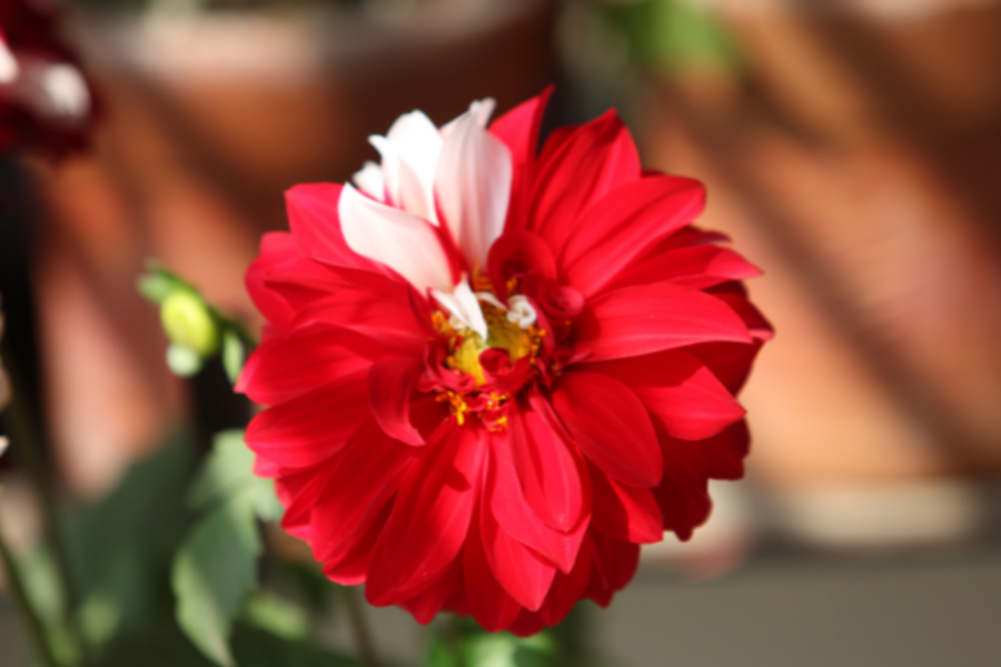 5 flores de inverno para trazer mais cor à estação