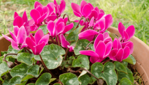 5 flores de inverno para trazer mais cor à estação