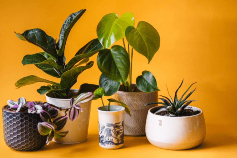 17 melhores plantas de interior