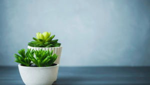 Aprenda a cultivar suculentas