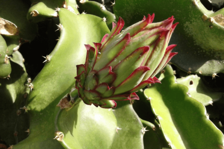 Como cultivar pitaya