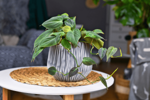 7 plantas para banheiro