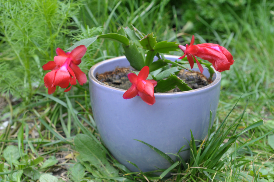Como cultivar a flor-de-maio e transformar seu jardim
