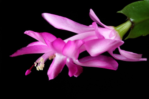Como cultivar a flor-de-maio e transformar seu jardim