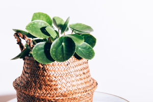 7 plantas para banheiro