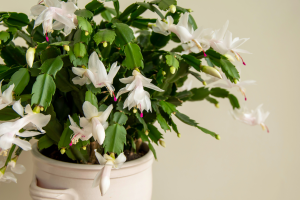 Como cultivar a flor-de-maio e transformar seu jardim