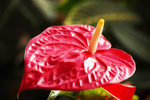 7 plantas para banheiro