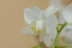 7 plantas para banheiro