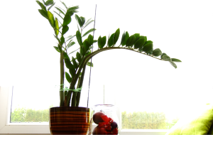 cultivar zamioculca
