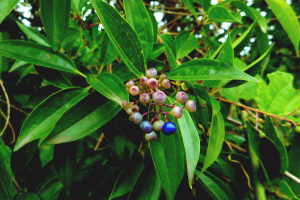 Como cultivar canela em casa?
