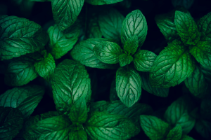 Quais são as melhores plantas para quem tem gato?