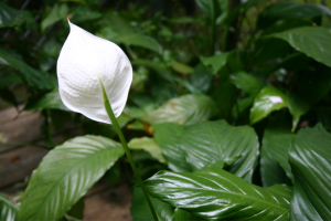 Como cultivar o lírio-da-paz: dicas infalíveis