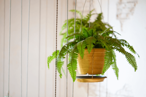 7 plantas para banheiro