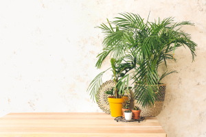 Por que minha planta não se desenvolve?