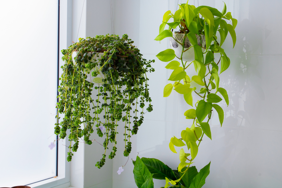 Por que minha planta não se desenvolve?