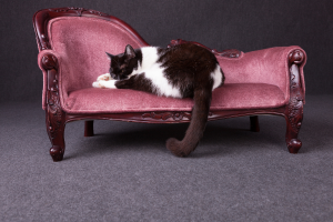 Aprenda a decorar uma casa com animais de estimação