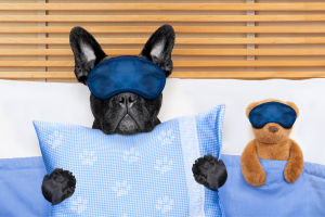 Aprenda a decorar uma casa com animais de estimação