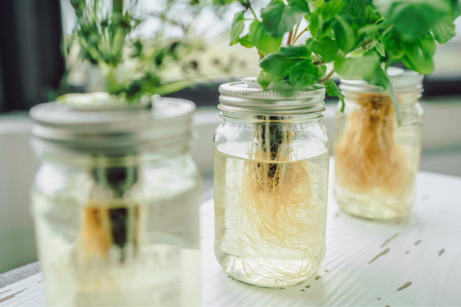 7 plantas que crescem na água