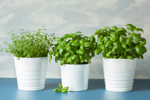 7 plantas que crescem na água