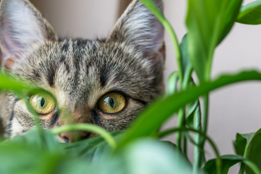 Quais são as melhores plantas para quem tem gato?