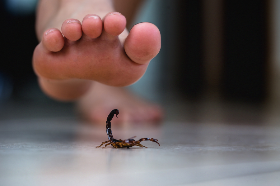 Escorpiões em casa? 4 dicas infalíveis para proteger seu lar!