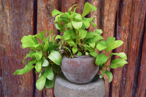 7 plantas que crescem na água