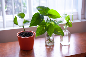 7 plantas que crescem na água