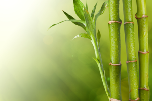 7 plantas que crescem na água
