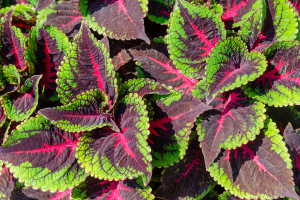 7 plantas que crescem na água