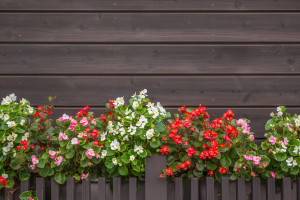 7 plantas que crescem na água