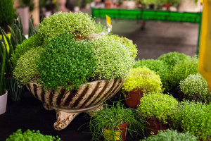 7 plantas que crescem na água