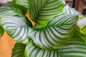7 plantas para banheiro