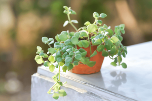 7 plantas para banheiro
