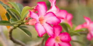 Rosa do Deserto: Aprenda a Cultivar e a Cuidar