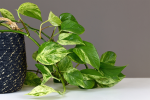 Cuidar da Jiboia Epipremnum Pinnatum